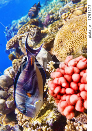 Coral and fish in the Red Sea.Fish-surgeon. 5793172