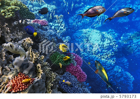 Coral and fish in the Red Sea.Egypt 5793173