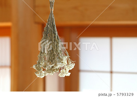 ドライフラワー 5793329