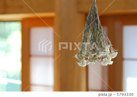 ドライフラワー ドライフラワー 5793330