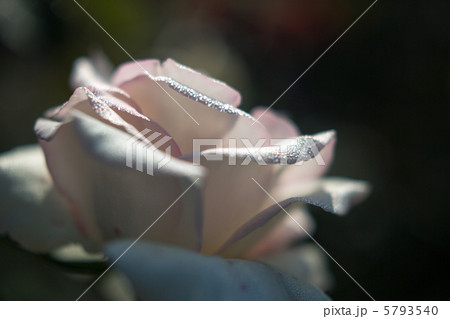 バラ　初恋 5793540