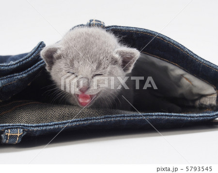 笑うロシアンブルーの子猫とジーンズ 5793545