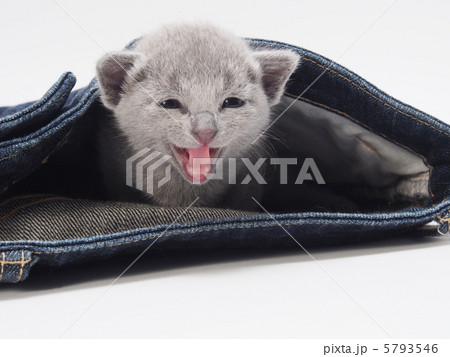 笑うロシアンブルーの子猫とジーンズ 笑うロシアンブルーの子猫とジーンズ 5793546