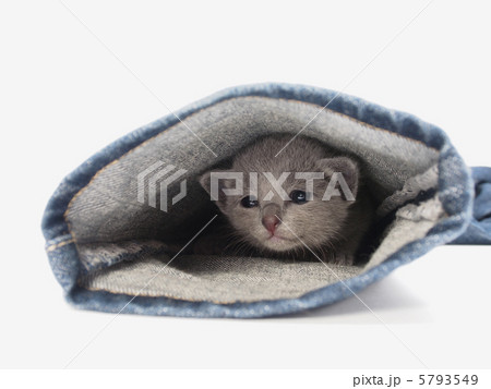 ジーンズの裾から顔をだす子猫 5793549