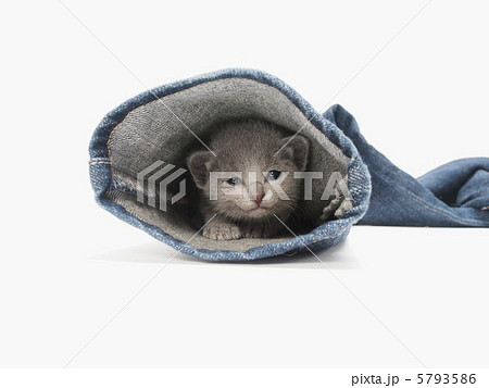 ジーンズの裾から顔をだすロシアンブルーの子猫 ジーンズの裾から顔をだすロシアンブルーの子猫 5793586