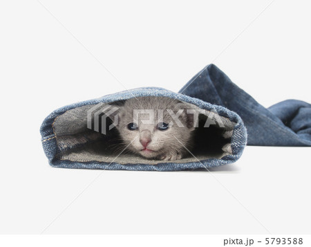 ジーンズの裾から顔をだすロシアンブルーの子猫 ジーンズの裾から顔をだすロシアンブルーの子猫 5793588