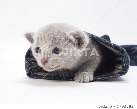 ジーンズの裾から顔をだすロシアンブルーの子猫 ジーンズの裾から顔をだすロシアンブルーの子猫 5793592
