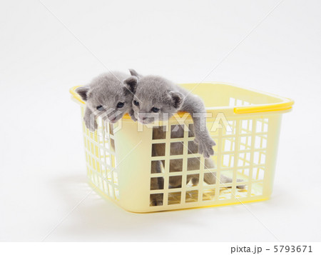 黄色いカゴに入った2匹の子猫 5793671