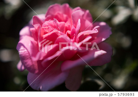 バラ　香澄 5793693