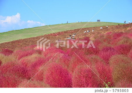 紅葉中のコキア 5793803