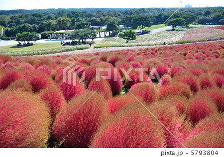紅葉中のコキア 5793804