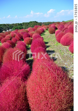 紅葉中のコキア 5793805