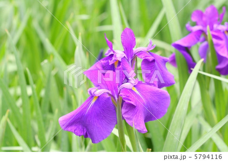 花菖蒲らしい花菖蒲・栄紫 5794116