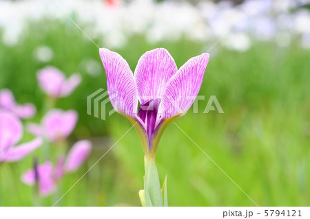追羽根のような花菖蒲・筑羽根 5794121