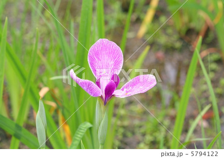 珍しい花形の花菖蒲・筑羽根 珍しい花形の花菖蒲・筑羽根 5794122