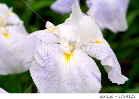 白地にうすい絞りが入る清楚な花菖蒲・乙女の夢 5794125