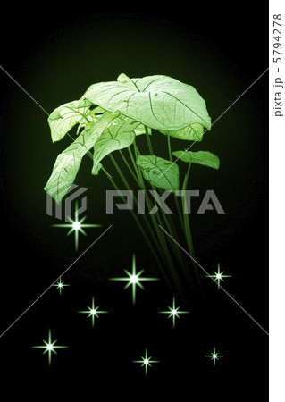 観葉植物/カラジウム 5794278