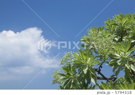 モンパの木 モンパの木 5794318