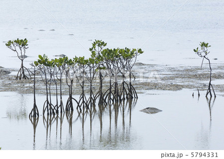 マングローブ 5794331