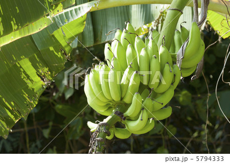 バナナ バナナ 5794333