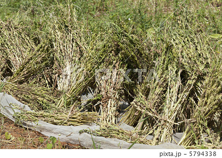 胡麻の収穫 胡麻の収穫 5794338