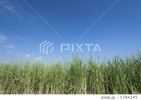 サトウキビ畑 5794345