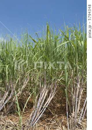 サトウキビ畑 5794348