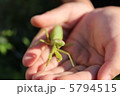 カマキリ 5794515