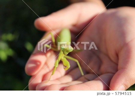 カマキリ 5794515
