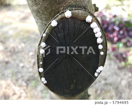 カイガラムシ カイガラムシ 5794695