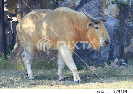 ゴールデンターキン ゴールデンターキン 5794696