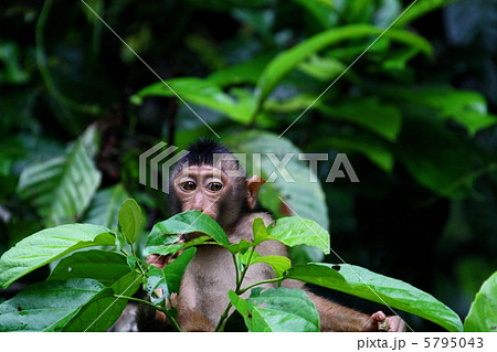 ちびブタオザル 5795043