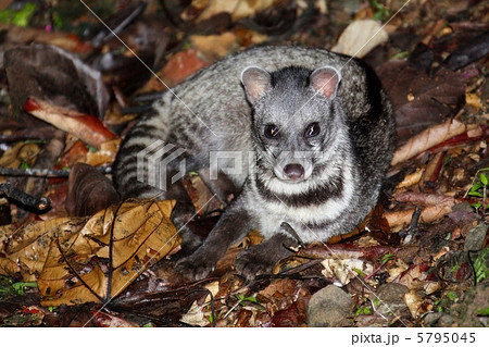 Malay Civet ジャワジャコウネコ の写真素材