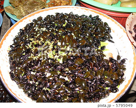 食用の虫（バタンボン／カンボジア） 5795049