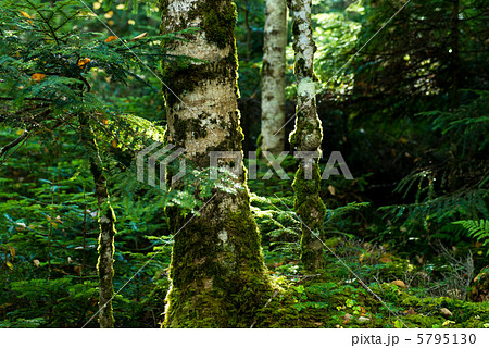 八ヶ岳　苔に覆われた木々 5795130