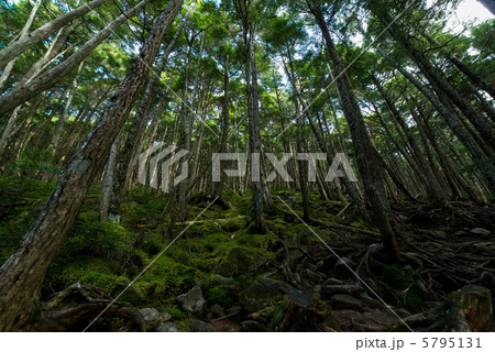 八ヶ岳 苔に覆われた森の写真素材