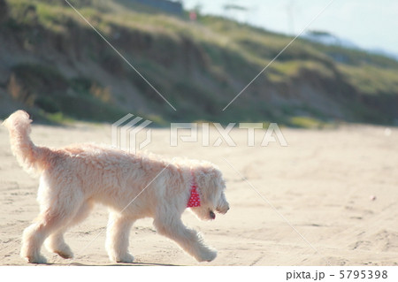 ゴールデンドゥードル 5795398