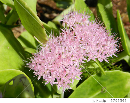 オオベンケイソウ(大弁慶草) オオベンケイソウ(大弁慶草) 5795545