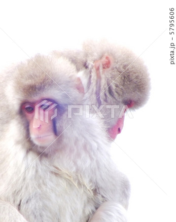 2匹の寄り添いあうサル 5795606