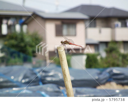 赤とんぼ 赤とんぼ 5795738