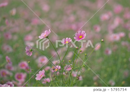 日の丸 日の丸 5795754