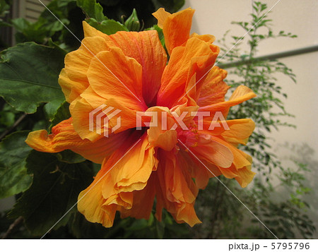 八重咲きハイビスカス 5795796