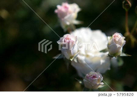 バラ：真珠貝 5795820