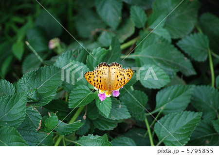 羽を広げるツマグロヒョウモン 5795855