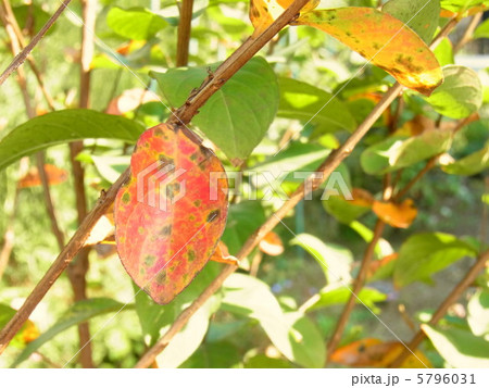 サルスベリの紅葉 5796031