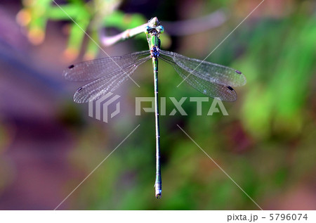 イトトンボ イトトンボ 5796074