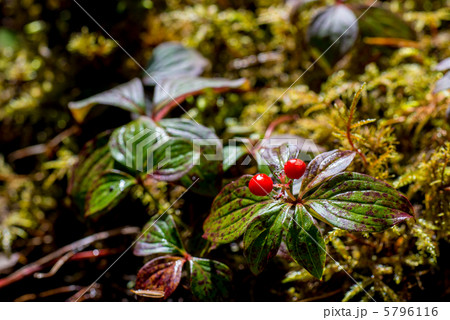 ゴゼンタチバナの実 ゴゼンタチバナの実 5796116