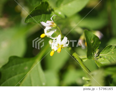 イヌホウズキ イヌホウズキ 5796165