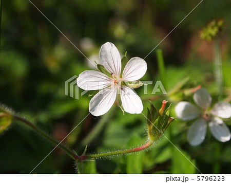 現の証拠 5796223