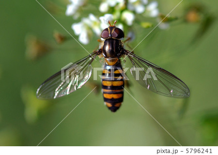 ハナアブ 5796241